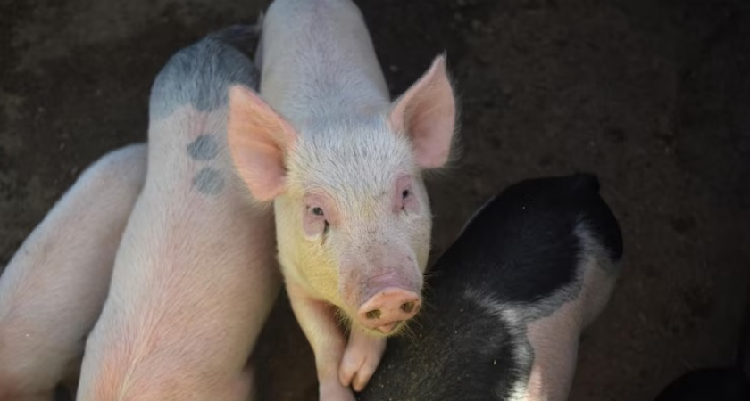 В Ковровском районе зарегистрировали африканскую чуму свиней
