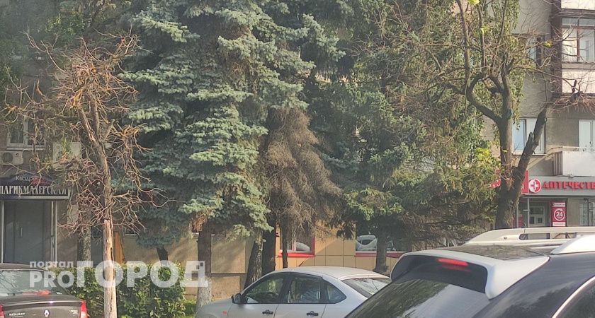 Экологи назвали причину гибели деревьев на владимирских улицах