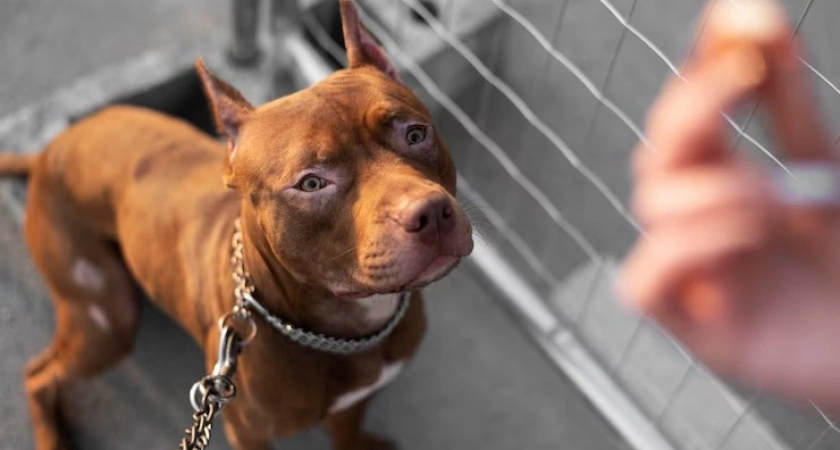 Фото к статье: В Александровском районе местная администрация игнорировала жалобы на бойцовскую собаку