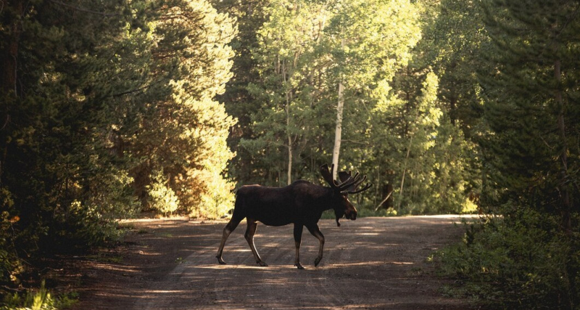 В Александровском районе сбили лося
