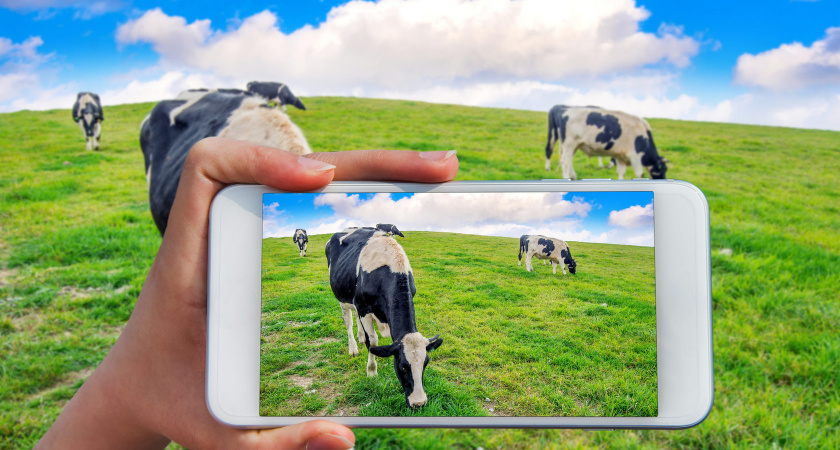 «Ростелеком» подключил видеонаблюдение животноводческому комплексу во Владимирской области