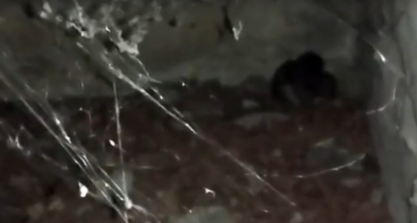 Александровец замуровал котят под балконом своего дома