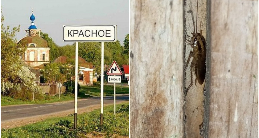 В Юрьев-Польском районе тараканы ползут со свалки в дома жителей