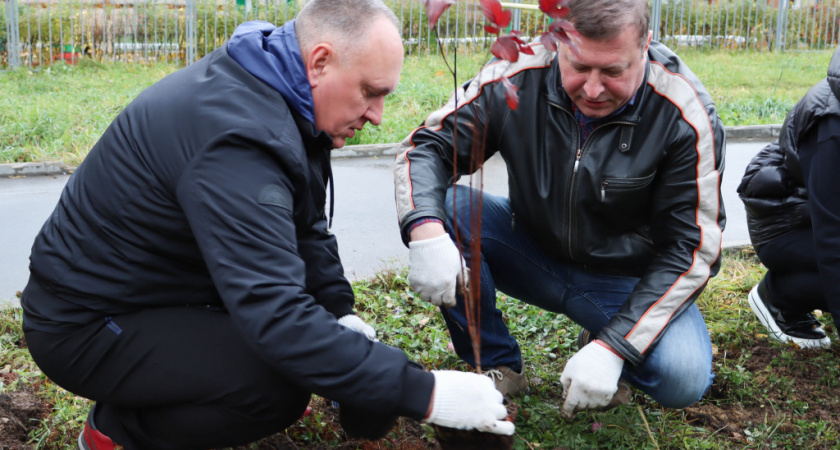Во Владимире высадили 200 саженцев пузыреплодника пурпурного
