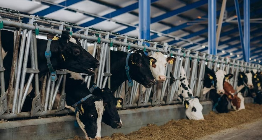 Во Владимире фермер похитил из областного бюджета 730 тысяч рублей 