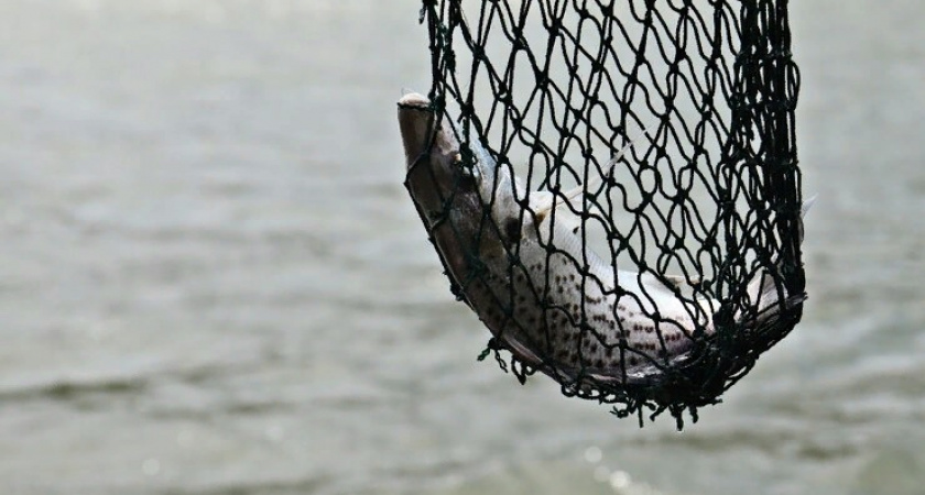 В Гороховецком районе безработный мужчина  пойдет под суд за незаконный отлов рыбы 