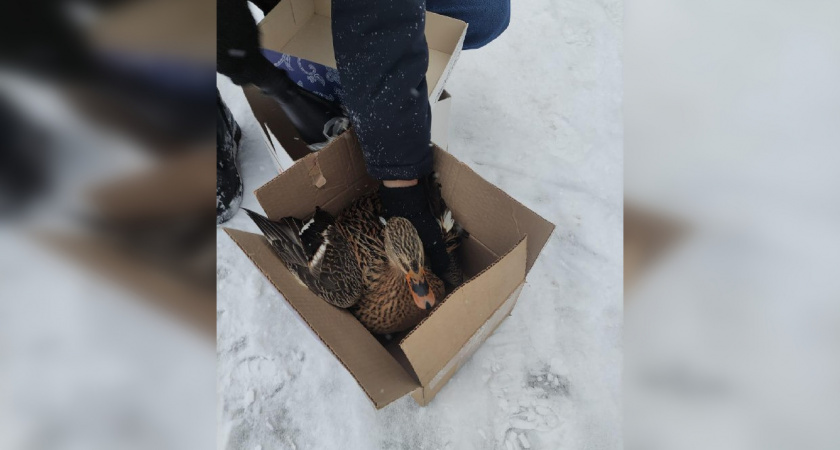 Во Владимире спасли утку-перекормыша, которая из-за собственного веса не смогла улететь