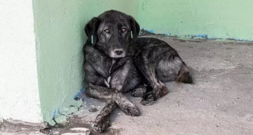 Фото к статье: Жители промзоны во Владимире пожаловались на местные приюты для животных