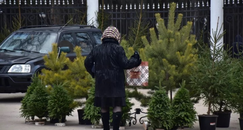 Ёлочные базары во Владимире начнут работать уже на следующей неделе