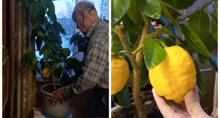 82-летний пенсионер из Юрьев-Польского вырастил в своей квартире огромные лимоны