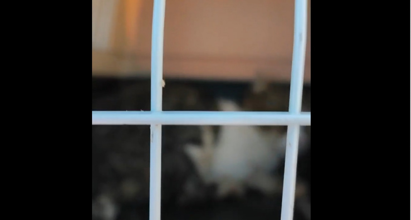 Во Владимирской области спасли кота Гошу, пропавшего на автозаправке