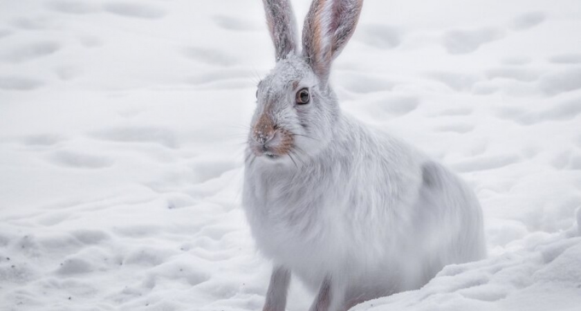 В Покрове мужчина погиб во время охоты на зайцев