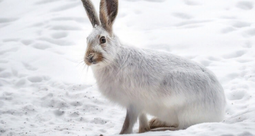 В Петушинском районе возбудили уголовное дело после смерти мужчины во время охоты на зайцев 