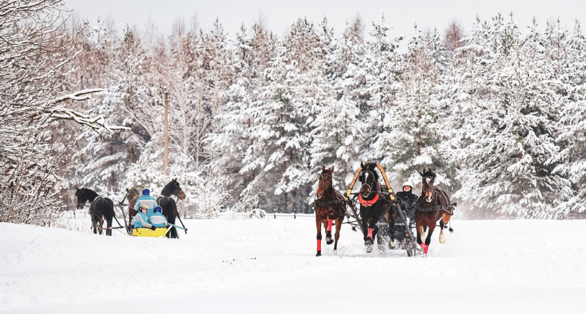 Россиян приглашают на фестиваль русской тройки во Владимирской области 