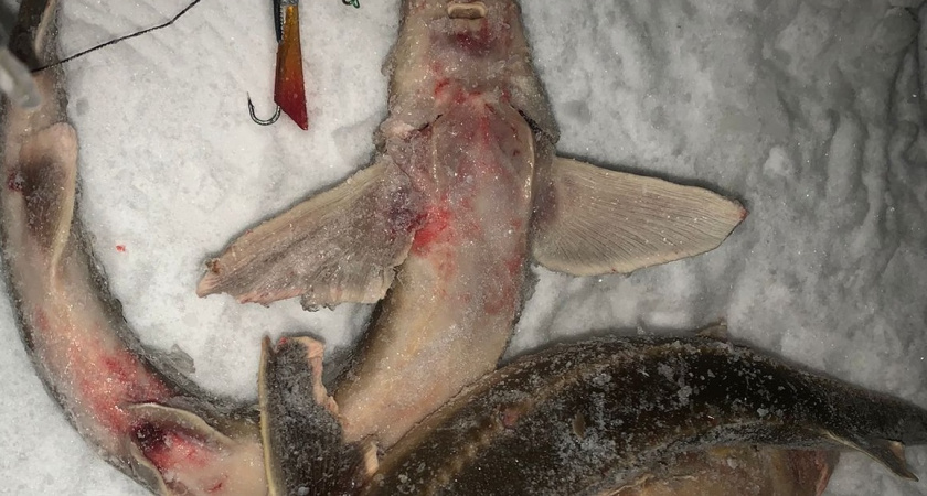 Во Владимирской области возбудили уголовное дело из-за жестокого способа рыбалки