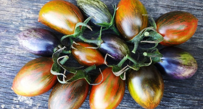 Фото к статье: Во Владимирской области забраковали «Сызранскую пимпочку» и «Атомный виноград Бреда»