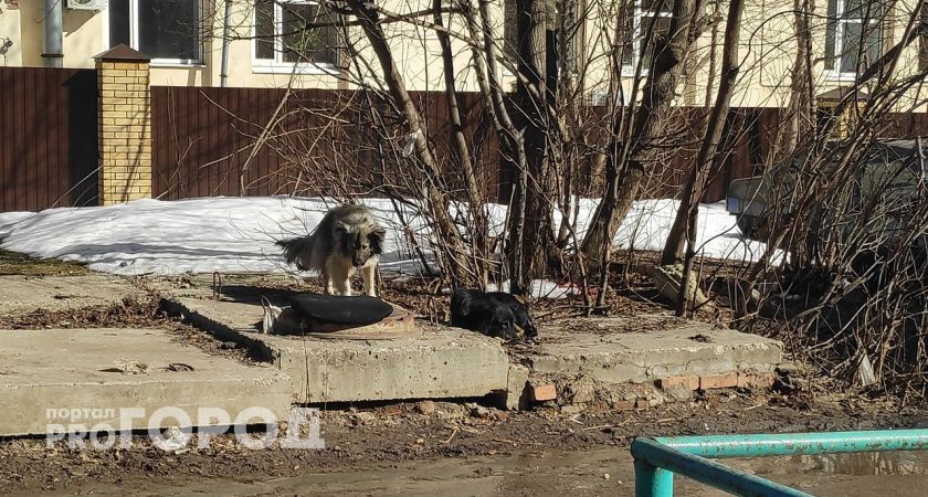 В Юрьев-Польском районе собака укусила подростка за лицо