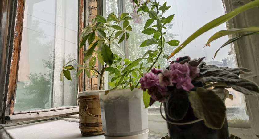 Цветы-вампиры: 10 ядовитых комнатных растений, которые запрещено держать дома