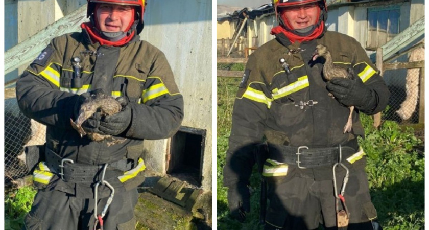 При пожаре на гусиной ферме в Суздальском районе погибли гуси 