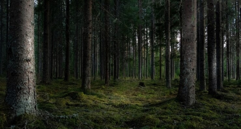 До 12 июня нельзя будет ходить в лес: срочное предупреждение от властей 