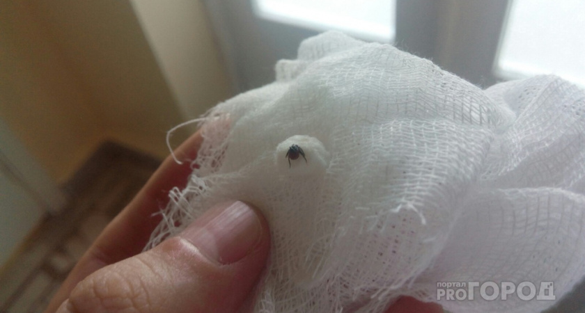 Клещи мгновенно гибнут от этого средства: стоит дешево, а защищает лучше магазинного аэрозоля