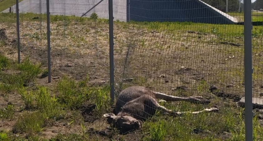 На трассе М-12 во Владимирской области молодая лосиха застряла в ограждении и погибла 