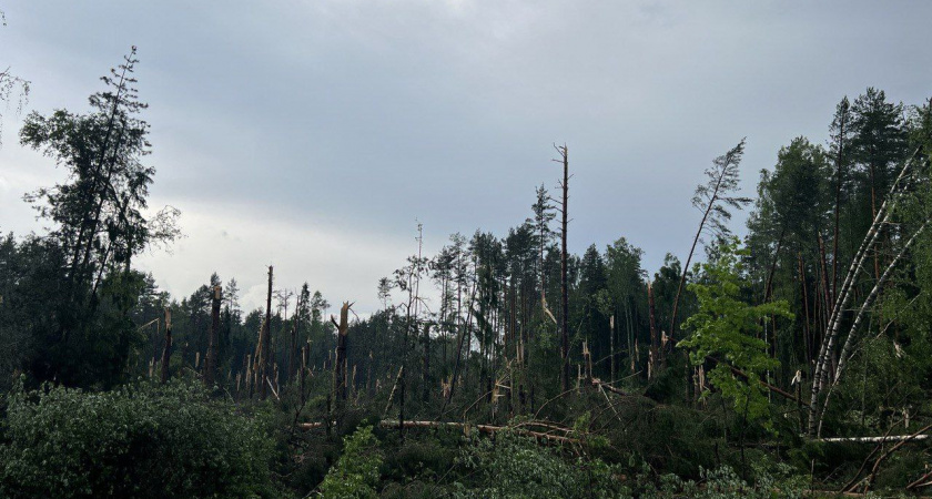 Половину Владимирской области обесточило из-за грозы и штормового ветра