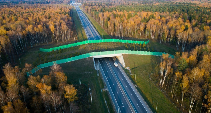 МТС оцифровала мост для диких животных над трассой М12 во Владимирской области