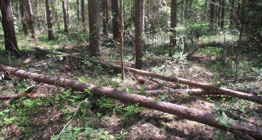 В Муромском районе неизвестные нарубили дров в заказнике на полмиллиона рублей