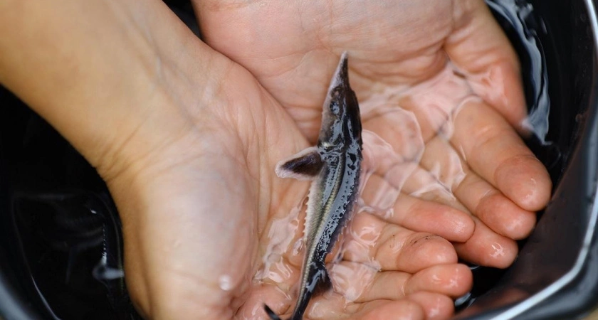 Фото к статье: Во Владимирской области в Оку выпустили почти 20 тысяч мальков стерляди