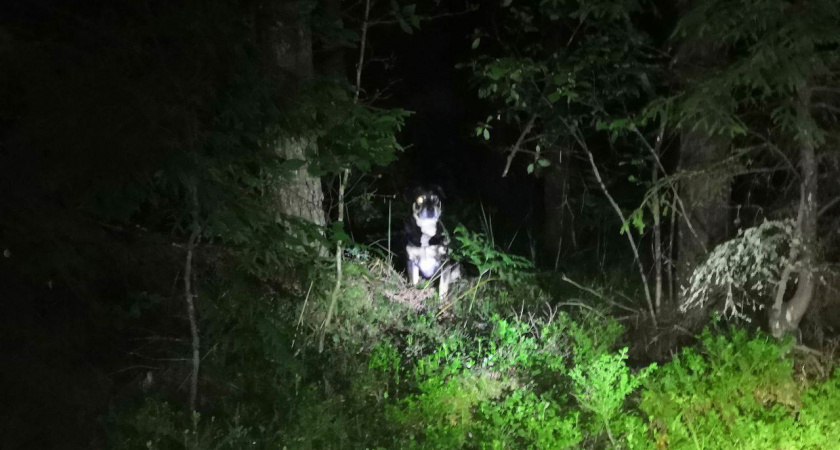  Во Владимирской области собака помогла спасти 70-летнего хозяина, который заблудился в лесу 