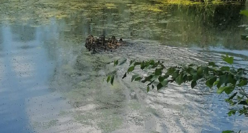 В охотничьи угодья Владимирской области выпустили 1650 утят 