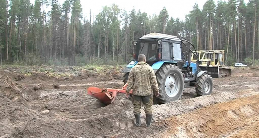 Предприятию во Владимирской области предписали неистощительное использование лесов