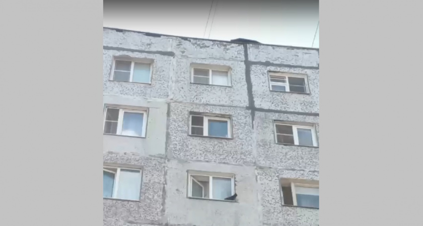 Во Владимирской области неравнодушные люди спасли кота, который застрял на карнизе многоэтажки