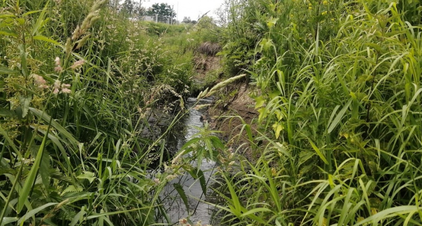 Река в Александровском районе оказалась загрязнена нечистотами 