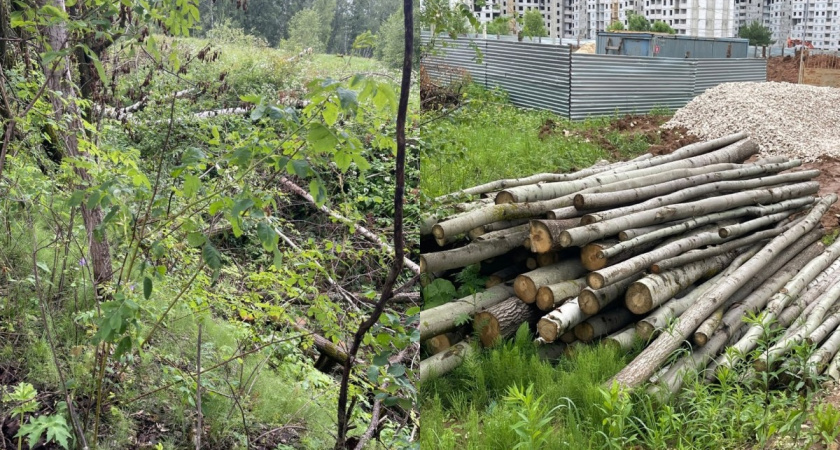 Во Владимире во время строительства на Сталинградском бульваре незаконно вырубили деревья 
