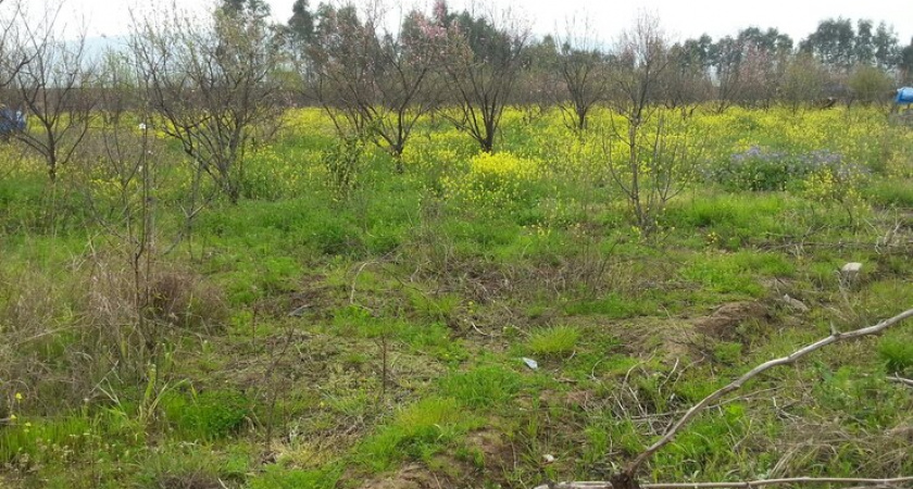 Предприятию во Владимирской области увеличили штраф за зарастание земли до 800 тысяч рублей