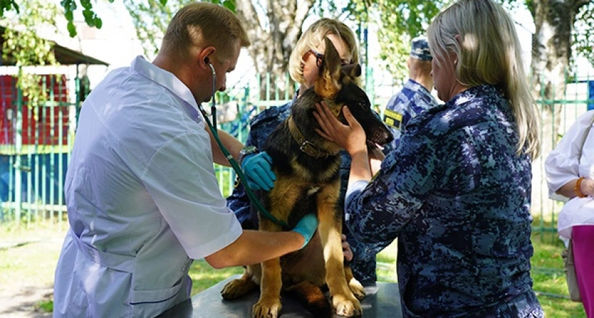 Фото к статье: Кинологи УФСИН России по Владимирской области приняли на службу еще 8 щенков породы овчарка