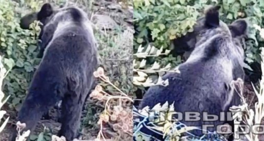В Александровском районе на это неделе неоднократно видели медведей