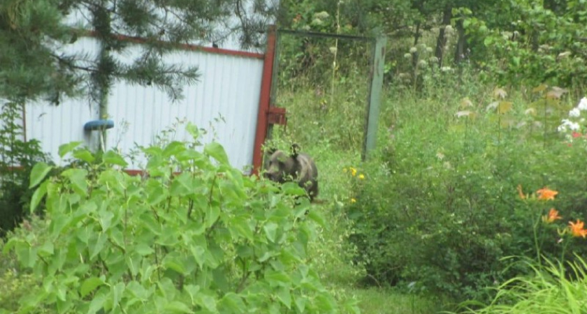 Во Владимирской области поймали бурого медведя, который ходил по садовым участкам 