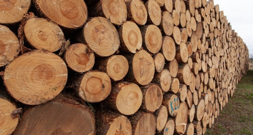 Житель Владимирской области незаконно вывозил хвойную древесину в Литву 