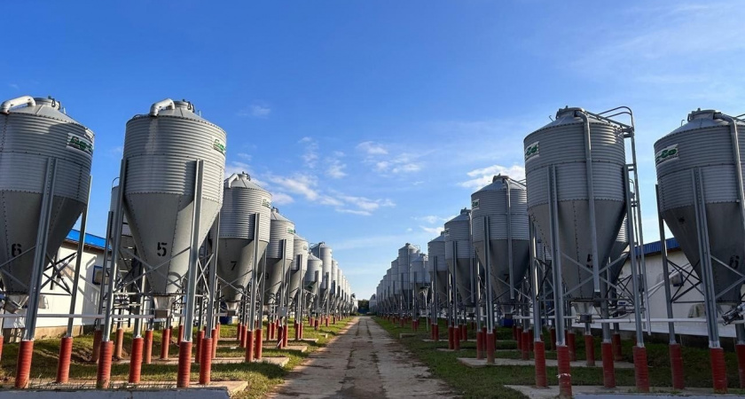 Китай готов покупать владимирскую свинину 