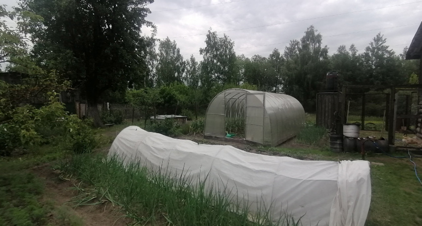 Этот сорняк расскажет о появлении в огороде опасного заболевания: лучший индикатор, благодаря которому спасете урожай