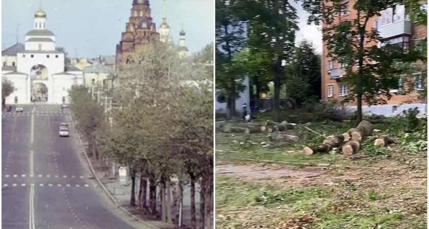 Вернуть липы в центр города и победить изумрудную златку: что об этом думает главный городской садовник Ирина Кузьменко