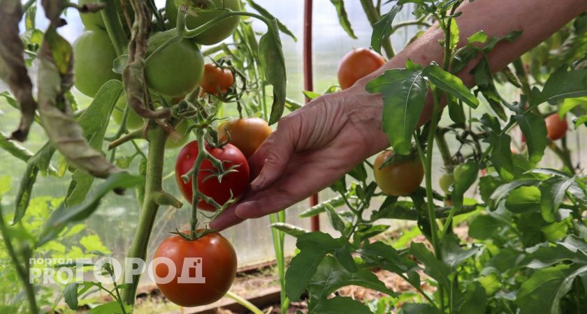 Урожай томатов еще можно спасти - сделайте это в августе: один популярный состав избавит от пятен на плодах