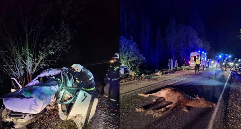 Во Владимирской области в ДТП с участием диких животных погибли 2 человека 