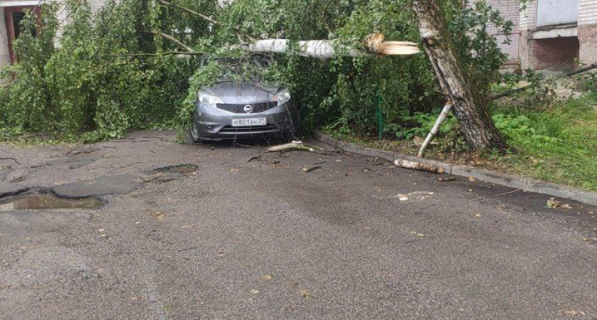 Во Владимире дерево рухнуло на припаркованный автомобиль 