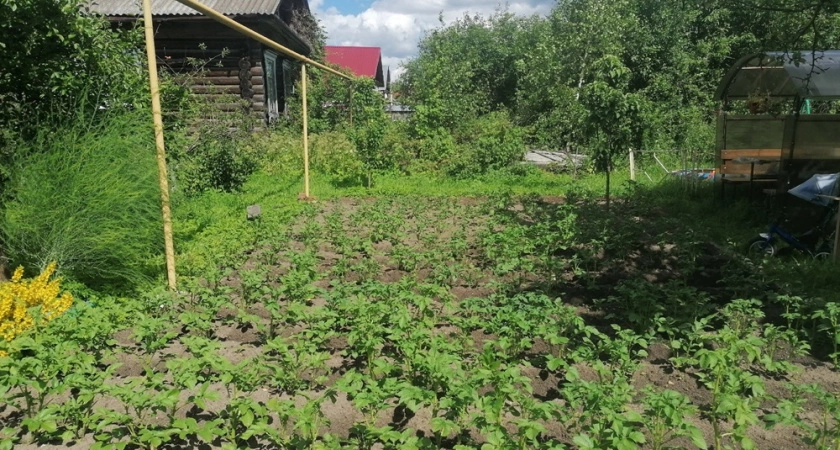 Фото к статье: Намного лучше сидератов и навоза: в сентябре добавляю это в почву — и весной земля становится плодородной и рыхлой
