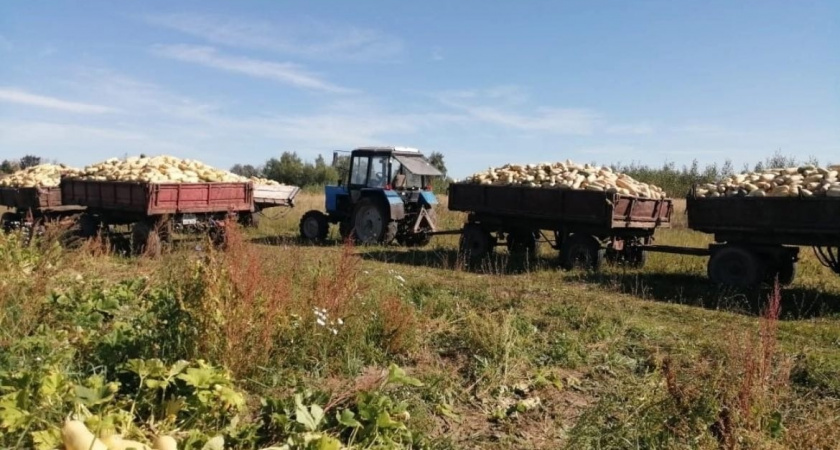 В Вязниковском районе собрали 1800 тонн кабачков