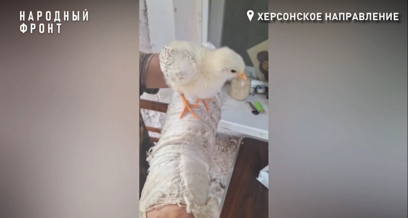 Бойцы СВО из Александрова приютили на передовой птенца